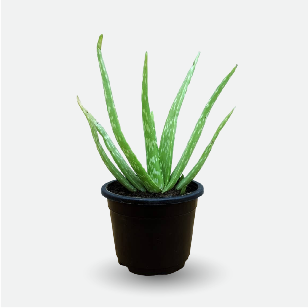 Aloe Soothe (WS)