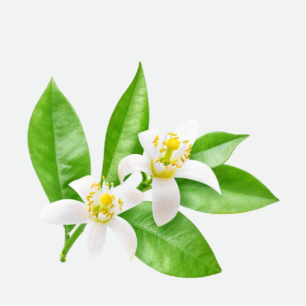 Neroli (WS)