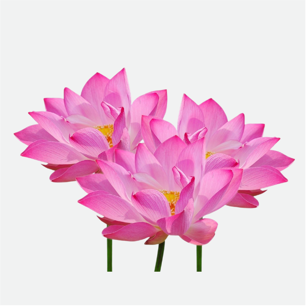 Lotus (WS)