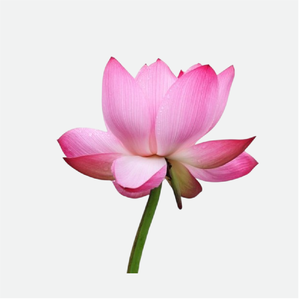 Pink Lotus (WS)