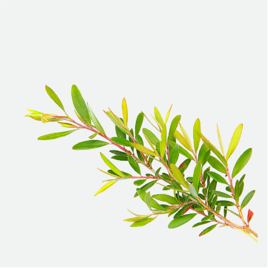 Tea Tree (WS)