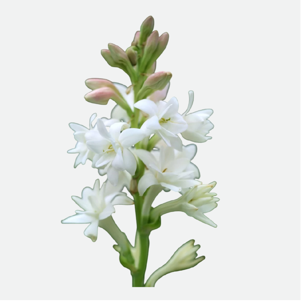 Tuberose (Champa) (WS)