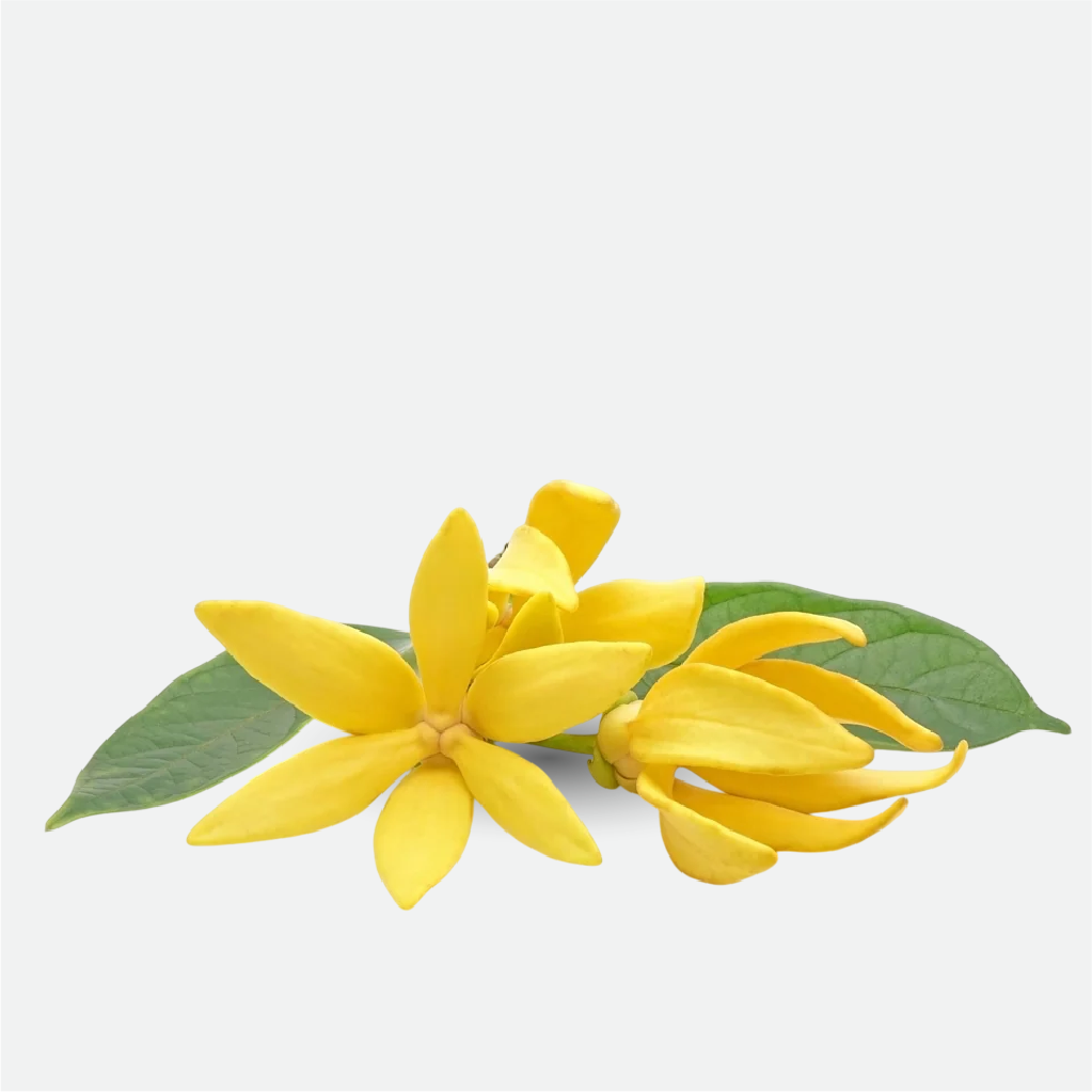 Ylang Ylang (WS)