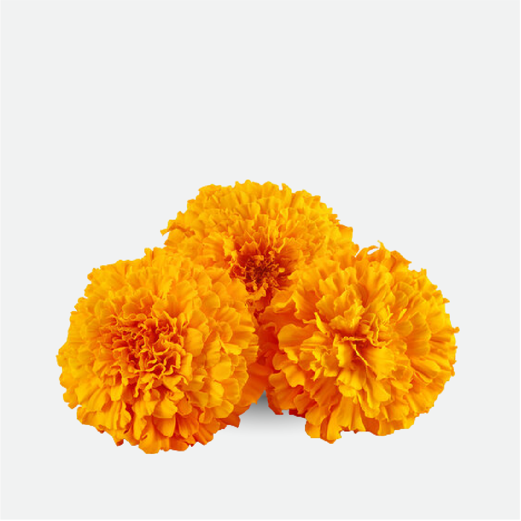 Calendula/Tagetes (WS)