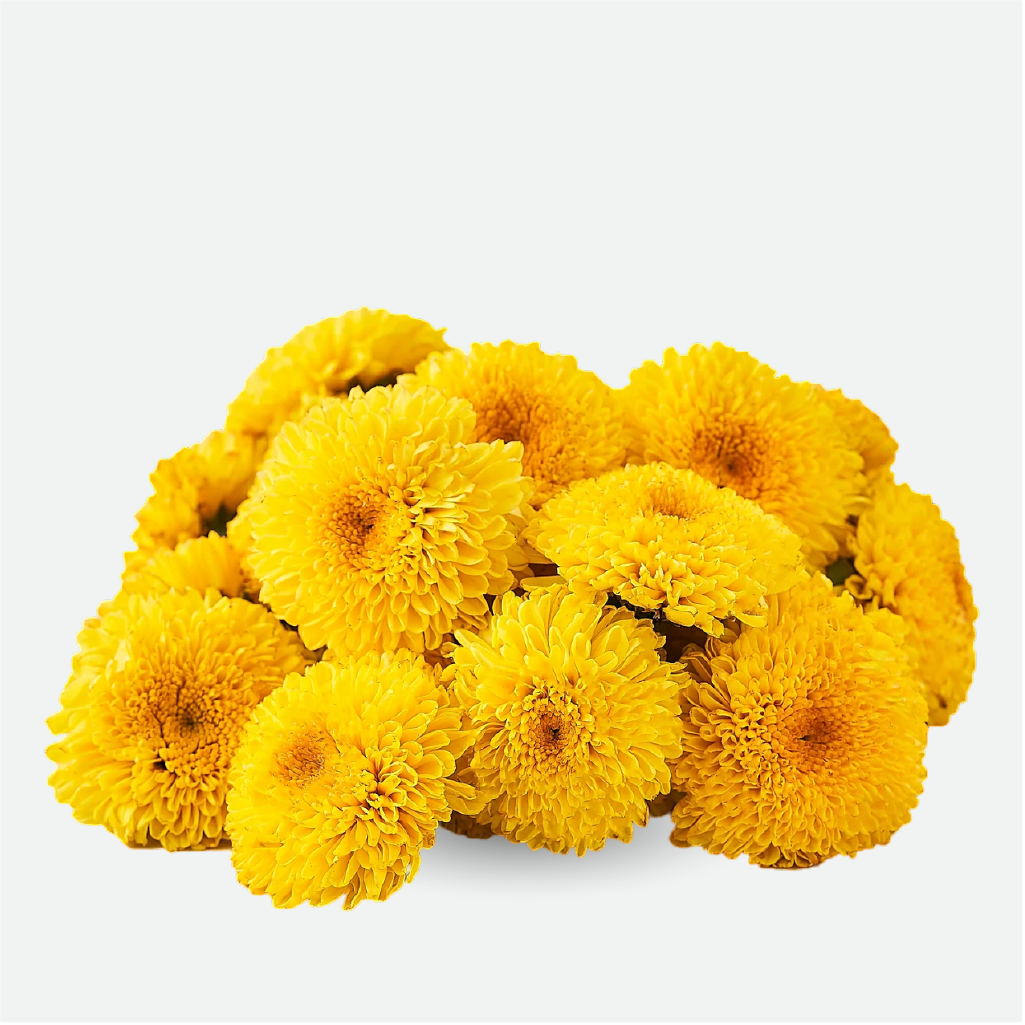 Chrysanthemum (WS)