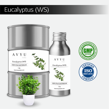 Eucalyptus (WS)