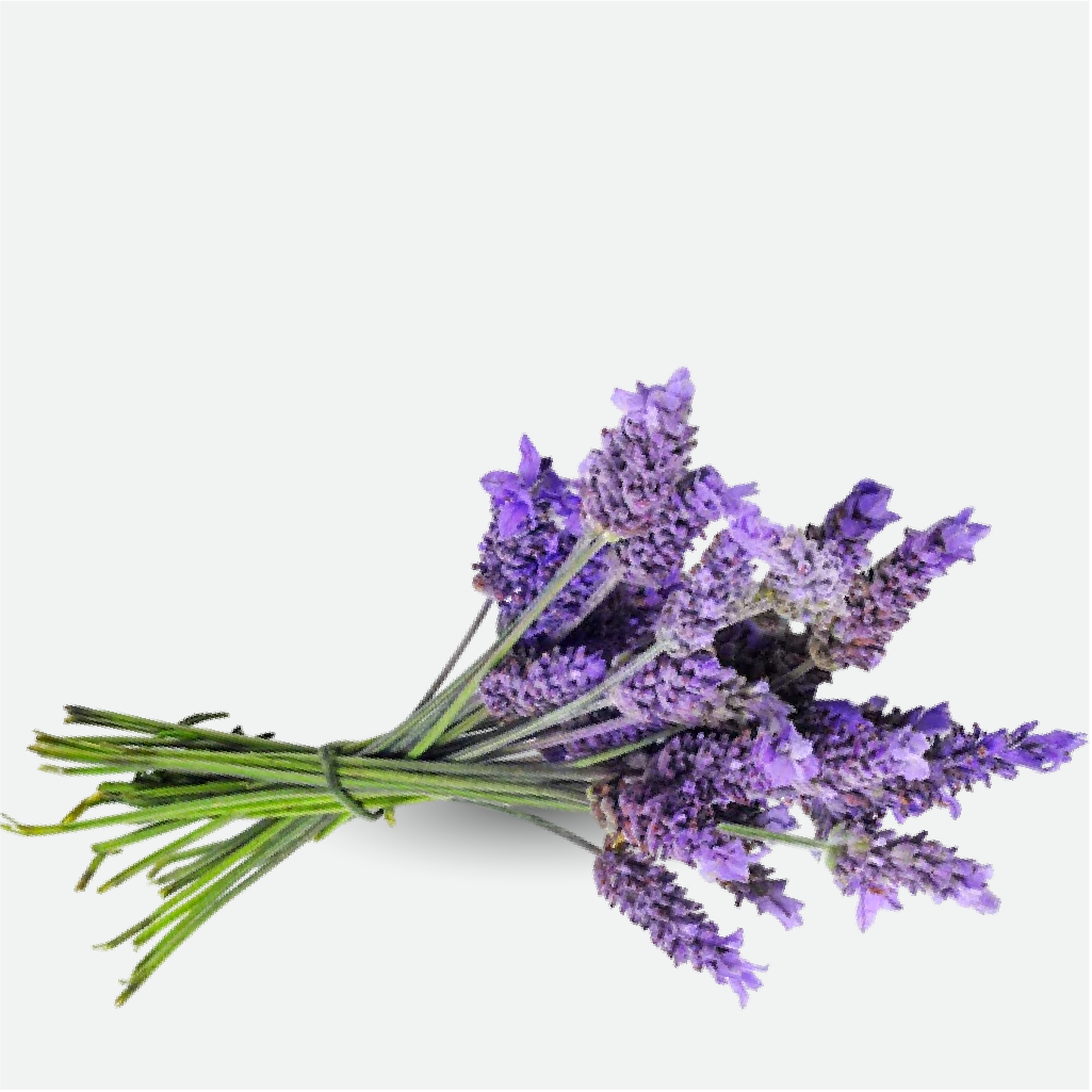 Lavender (WS)